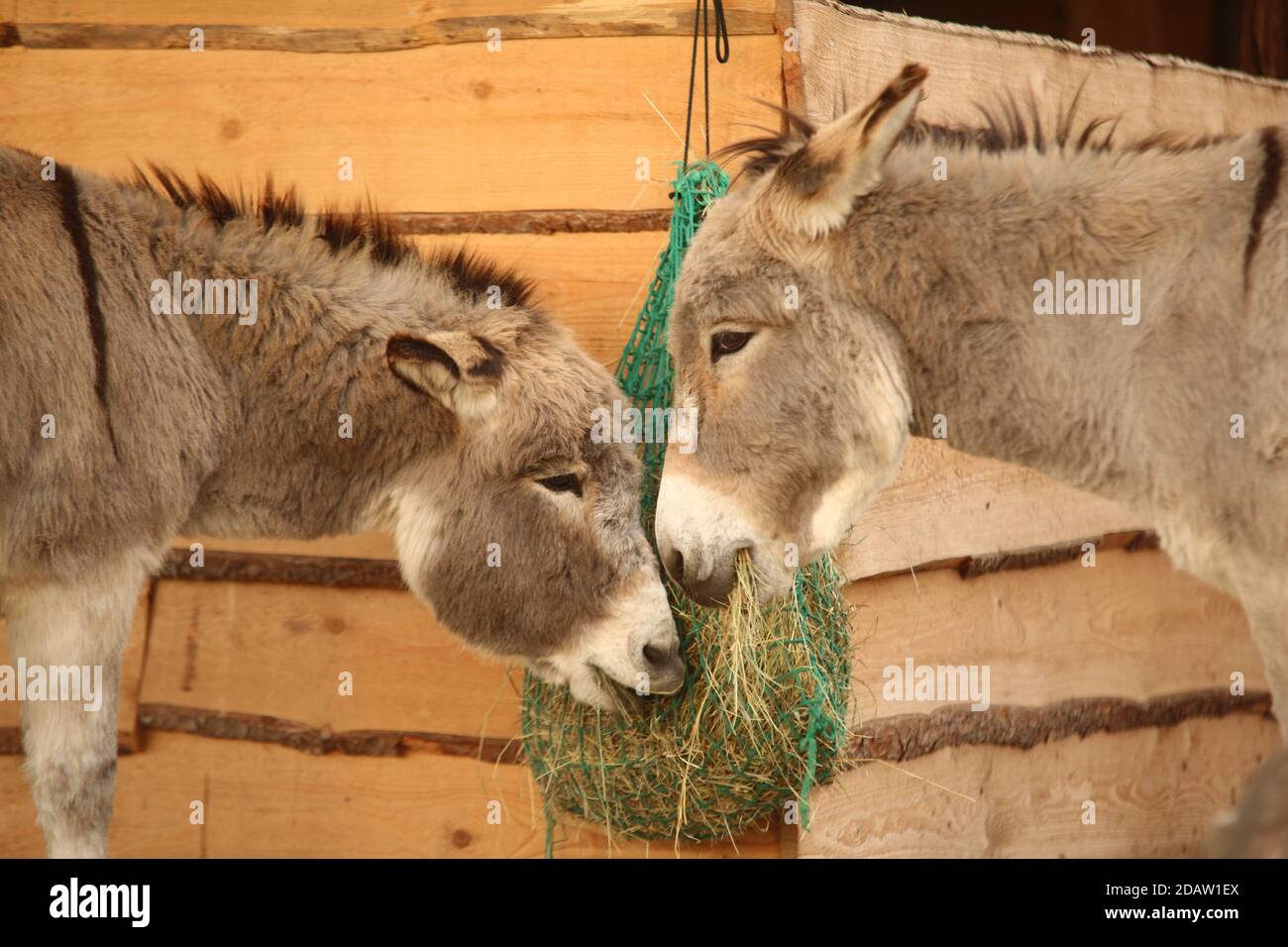 Derenburg, Deutschland. November 2020. Zwei Esel essen "Schlüsselarbeit" aus einem Netz auf der Eselsfarm. Mit insgesamt sieben Tieren werden Trekkingtouren und auch Eselcamp-Ausflüge über ein ganzes Wochenende angeboten. Wenn Sie die Esel kennenlernen möchten, können Sie sich in einer Probestunde mit den Tieren vertraut machen. Während der Corona-Beschränkungen werden derzeit keine Touren und Besuche angeboten. Das Eselwerk bietet jedoch Gutscheine an, die später eingelöst werden können. Quelle: Matthias Bein/dpa-Zentralbild/dpa/Alamy Live News Stockfoto