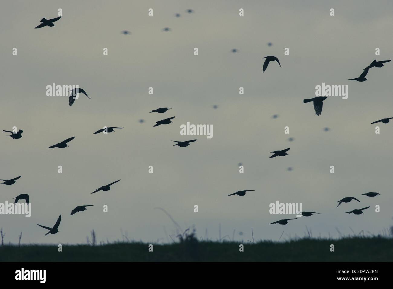 Herbstzug in Großbritannien: Stare (Sturnus vulgaris) im Flug im Vordergrund mit einer Schar Feldfaren im Hintergrund, Yorkshire, Stockfoto