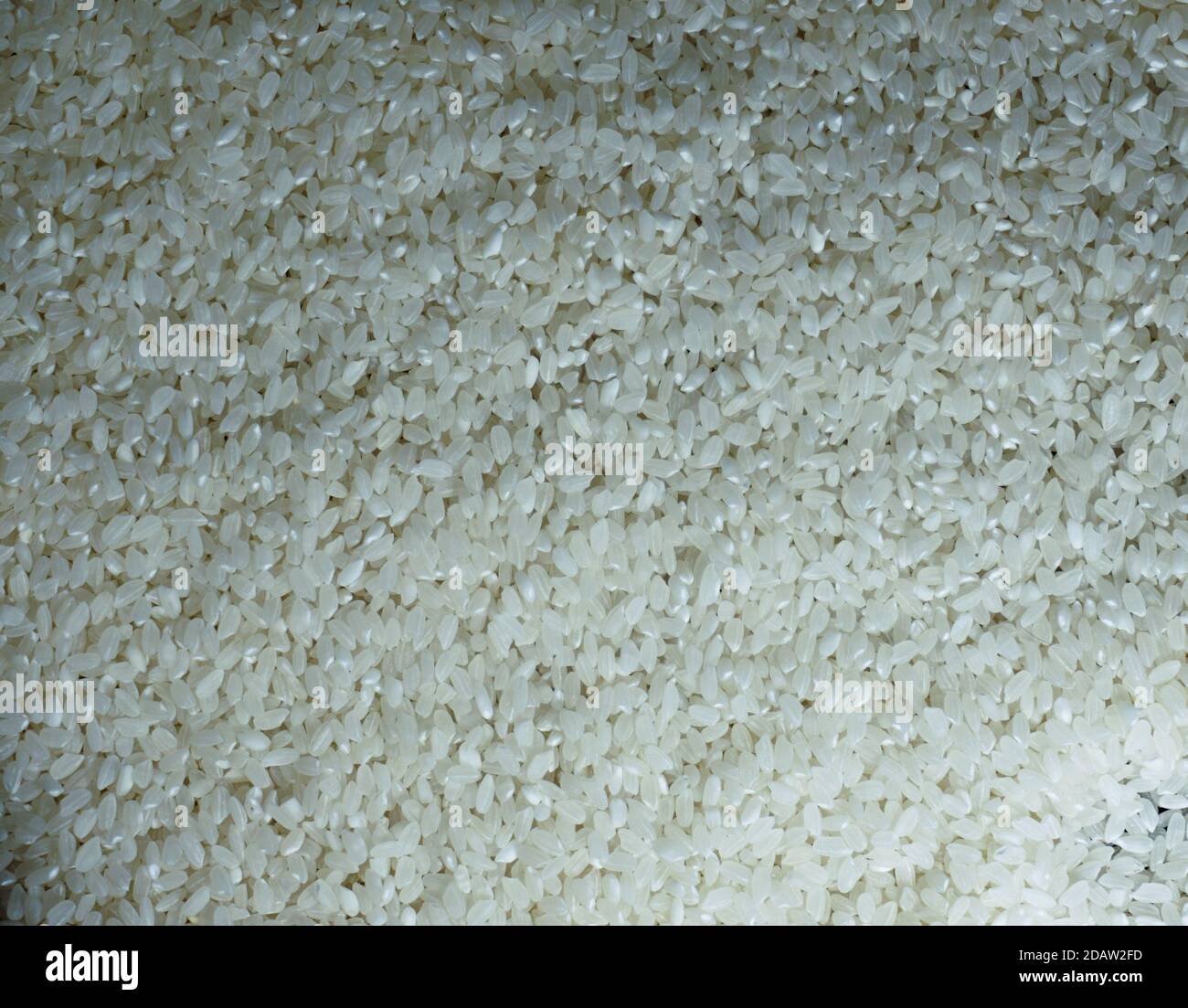 Weiß rund Korn Nahaufnahme Reis Vollformat Hintergrund. Zutaten der indischen Küche Stockfoto