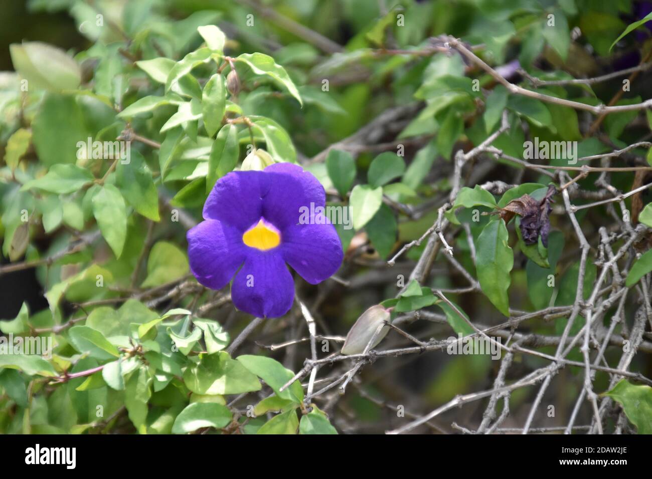 Schöne blaue allamanda Blume Stockfoto