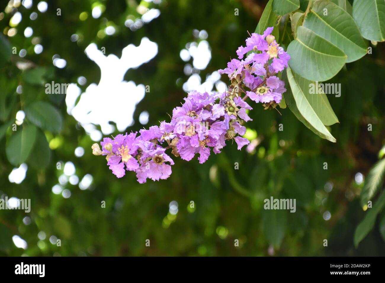 (Aus der Nähe) schöne lila Krabbenmyrte oder Lagerstroemia Blume Stockfoto