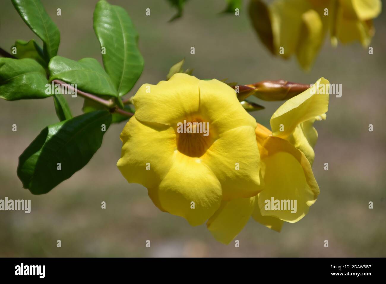 (Aus der Nähe) Strauß von schönen gelben allamanda Blumen Stockfoto