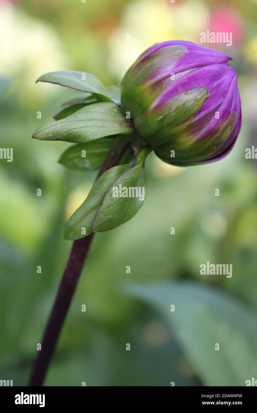 Wunderschöne lila Dahlia Knospe wächst in einem Cottage Garten. Sommergärten Vereinigtes Königreich. Einsame Dahlia Knospe wächst in einem Garten. Stadtgärten. Stockfoto
