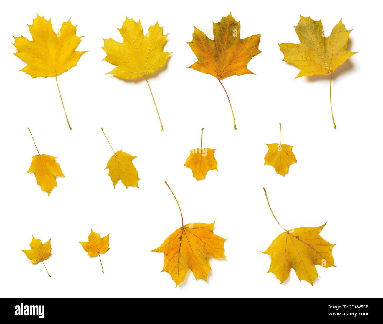Set von Fall gelb Ebene oder Platanen Baum Blätter beide Seiten isoliert auf weißem Hintergrund. Herbstblätter als saisonales Gestaltungselement. Draufsicht. Stockfoto