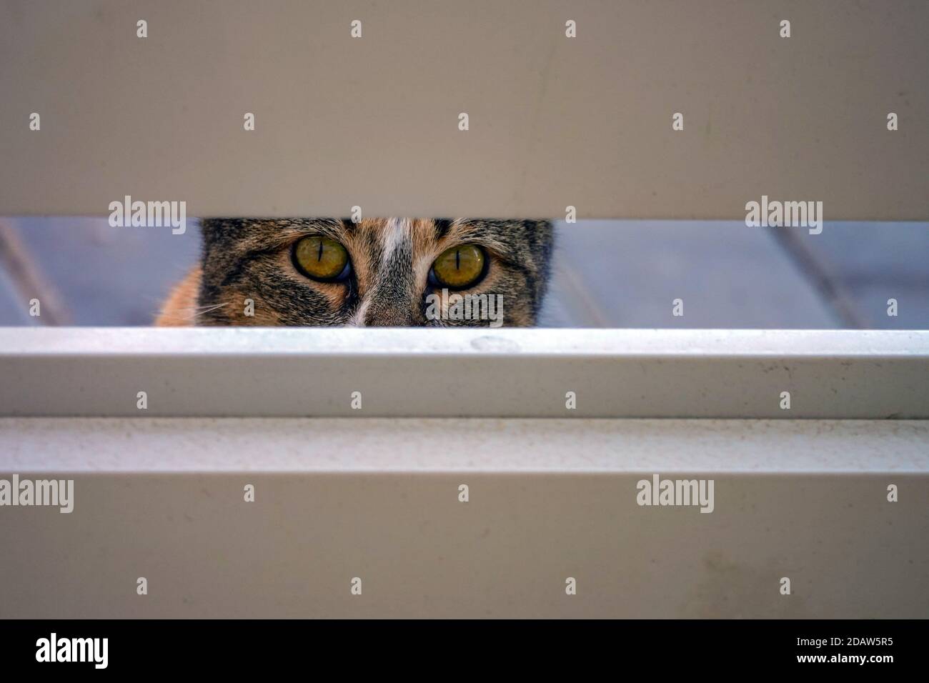 Calico Katze mit orangefarbenen Augen, die durch das Tor spähen, La Mata, Torrevieja, Costa Blanca, Alicante, Spanien Stockfoto