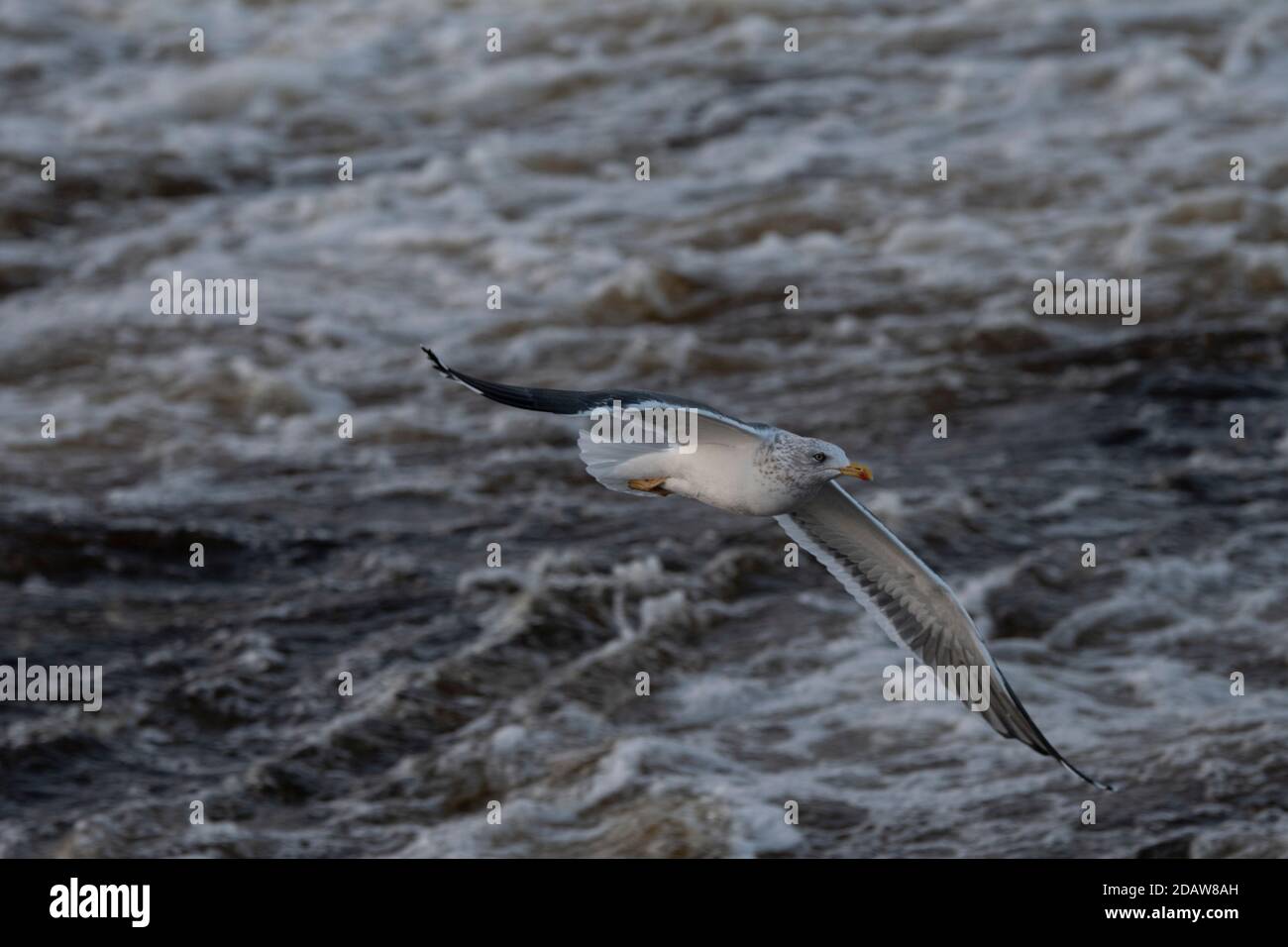 Möwe kleiner Schwarzrückenkopf (Larus fuscus), im Flug auf dem River Nith im Stadtzentrum von Dumfries, Dumfries, SW Schottland Stockfoto