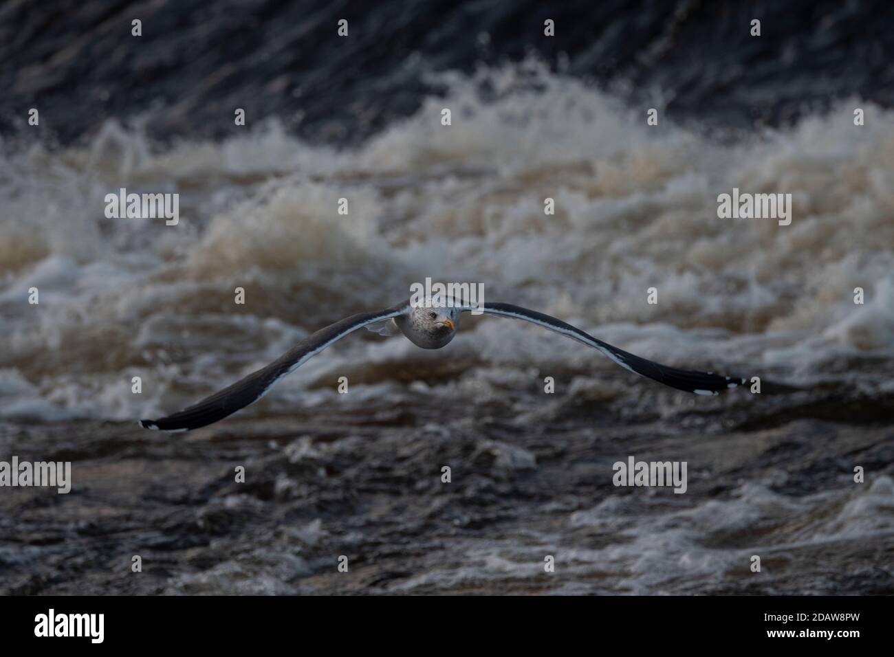 Möwe kleiner Schwarzrückenkopf (Larus fuscus), im Flug auf dem River Nith im Stadtzentrum von Dumfries, Dumfries, SW Schottland Stockfoto