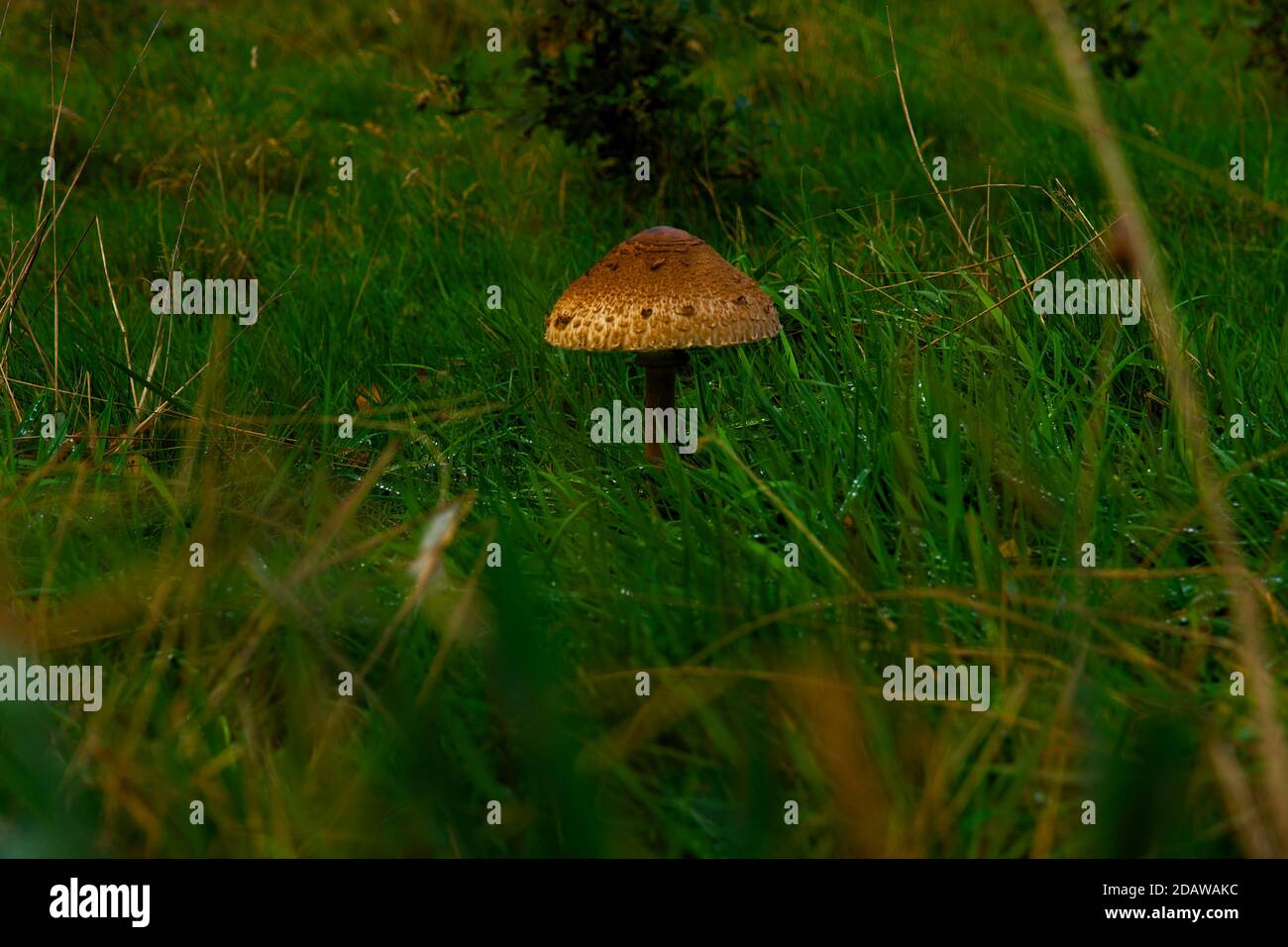 Ein Pilz wächst auf Waldboden. Horizontale Komposition, Vollformat, selektiver Fokus Stockfoto