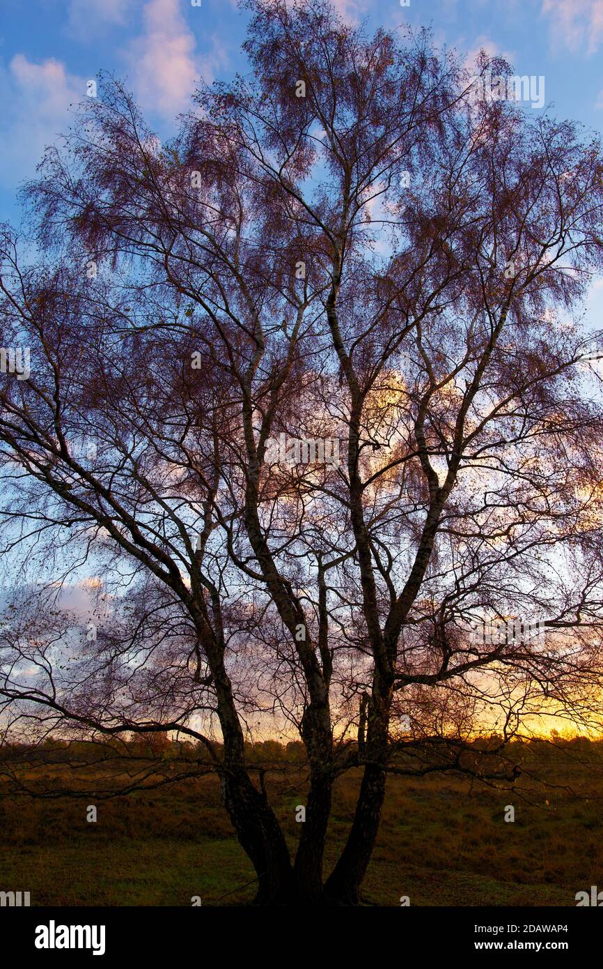 Silhouette eines einzelnen Baumes gegen den Himmel bei Sonnenuntergang. Vertikale Bildkomposition, Vollformat, Farbbild. Stockfoto