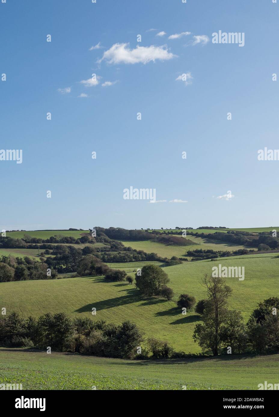 Chillerton Downs am späten Nachmittag mit langen Baumschatten über sanfte Hügel unter klarem blauen Himmel mit minimaler Wolke. Stockfoto