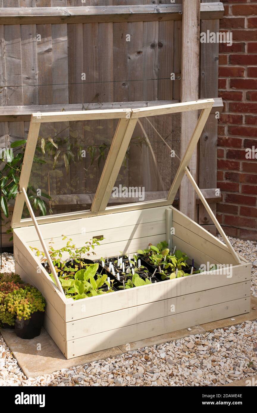 Zarte Pflanzen in einem Garten kalten Rahmen Stockfoto