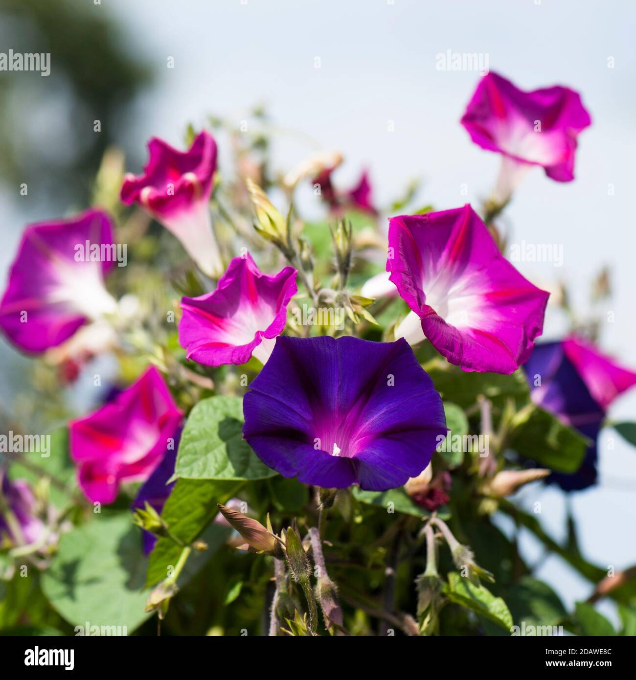 Ipomoea purpurea ‘Opa Otts’ (lila) und 'Party Dress', Morgenruhm wächst zusammen Stockfoto