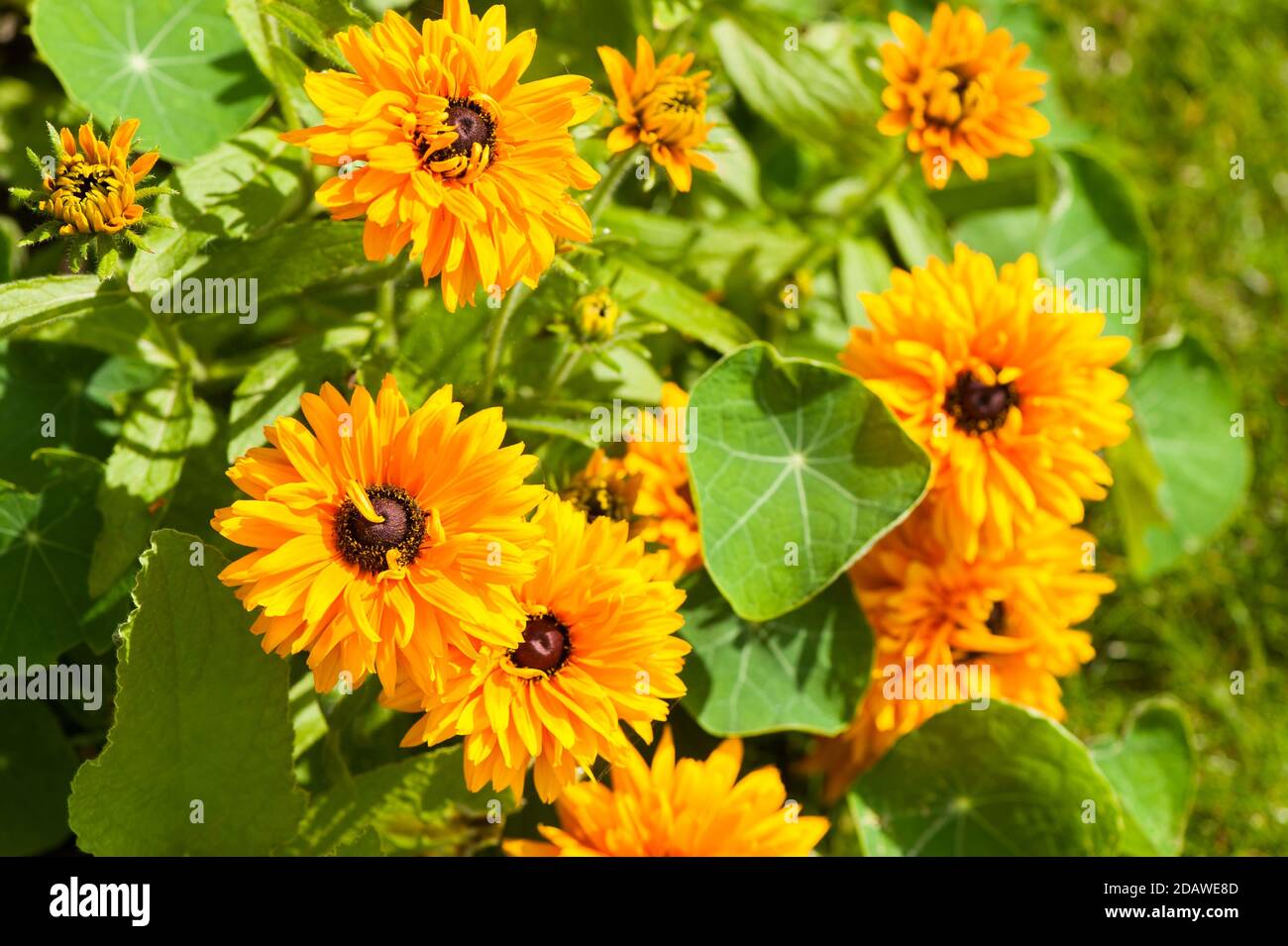 Rudbeckia 'Alle Sorten gemischt', Kegelblumen, in Blüte Stockfoto