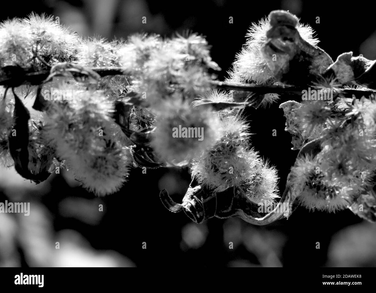 Die flauschige Jacke bereit, in der früh auszuziehen Spiring in Sapporo Japan Stockfoto