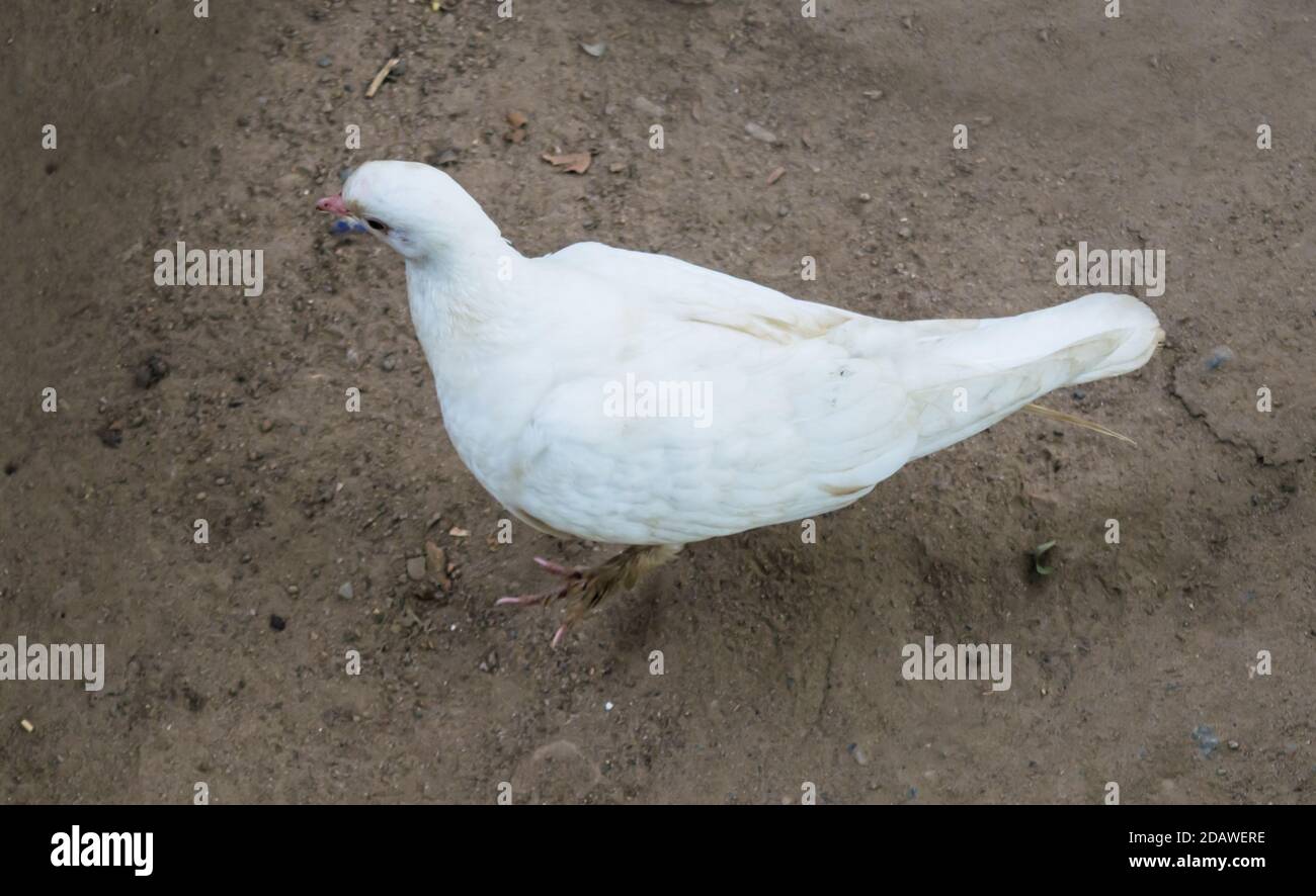 Weiße Taube oder Tauben auf schwarzem Hintergrund, Weiße Taube isoliert, Vogel des Friedens Stockfoto