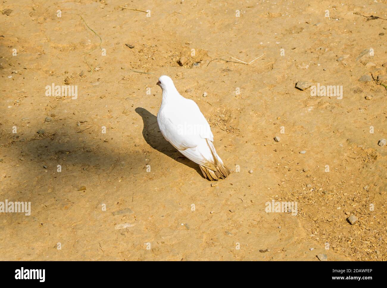 Weiße Taube oder Tauben auf schwarzem Hintergrund, Weiße Taube isoliert, Vogel des Friedens Stockfoto