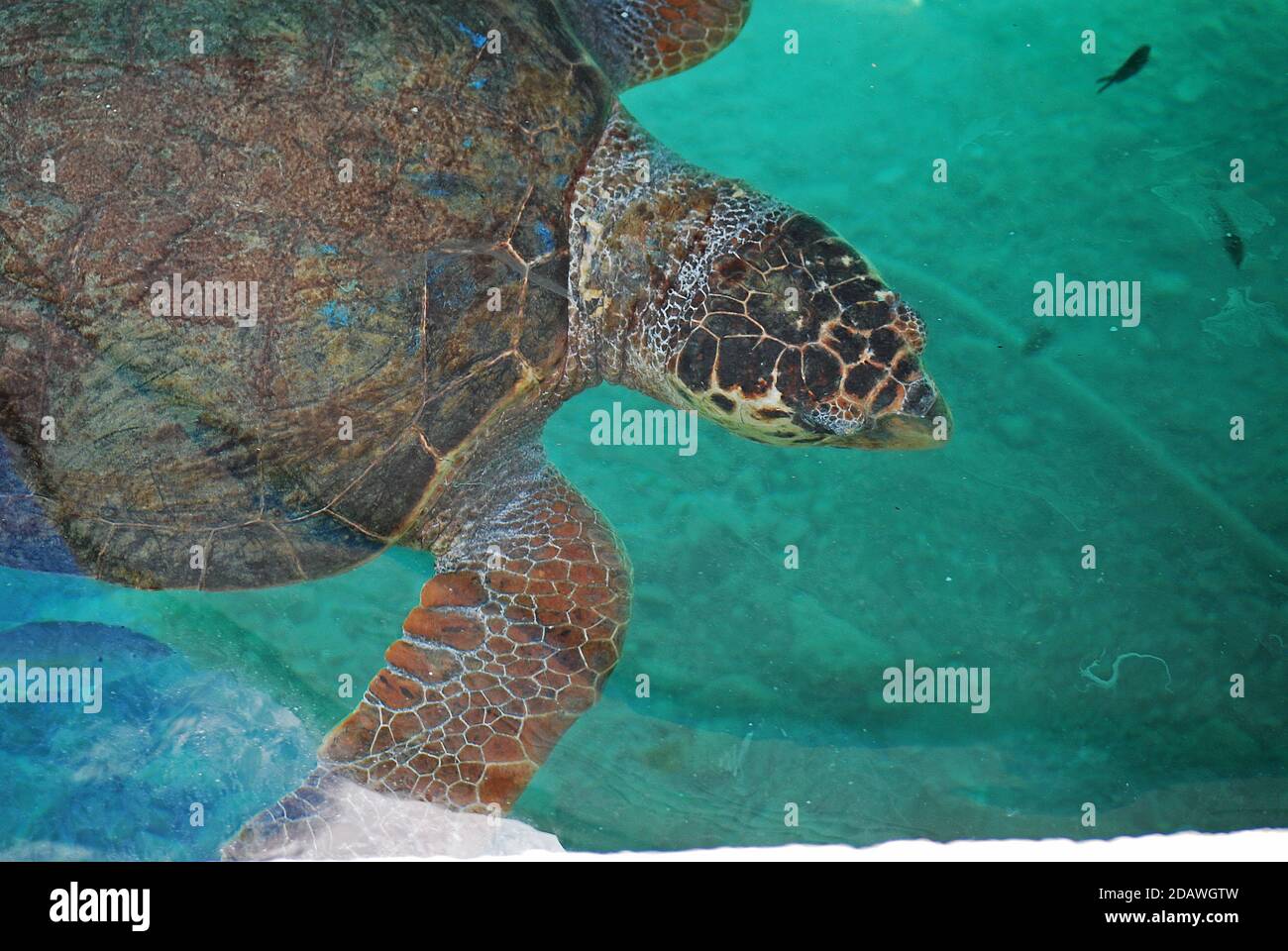 Meeresschildkröten schwimmen im Hafen von Monemvasia, Peloponnes, Griechenland Stockfoto