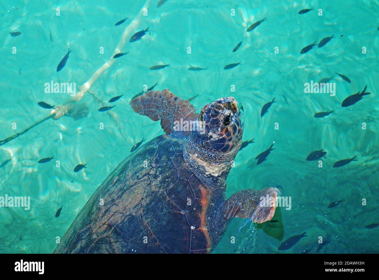 Meeresschildkröten schwimmen im Hafen von Monemvasia, Peloponnes, Griechenland Stockfoto