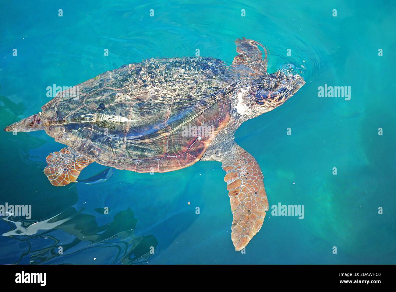 Meeresschildkröten schwimmen im Hafen von Monemvasia, Peloponnes, Griechenland Stockfoto