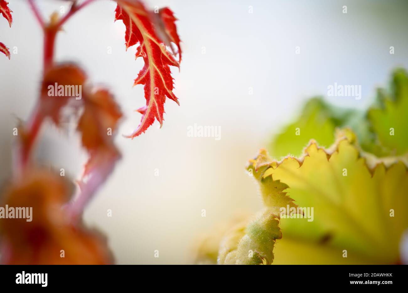 Makro von gelben und roten Blatt Morgen im Garten Stockfoto