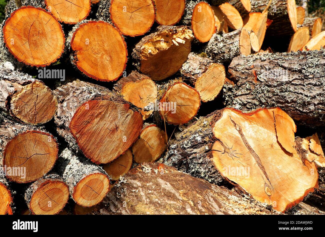 Haufen von großen Stämmen, Holz, Stück Baum. Forstwirtschaft, Vorbereitung auf den Winter Stockfoto