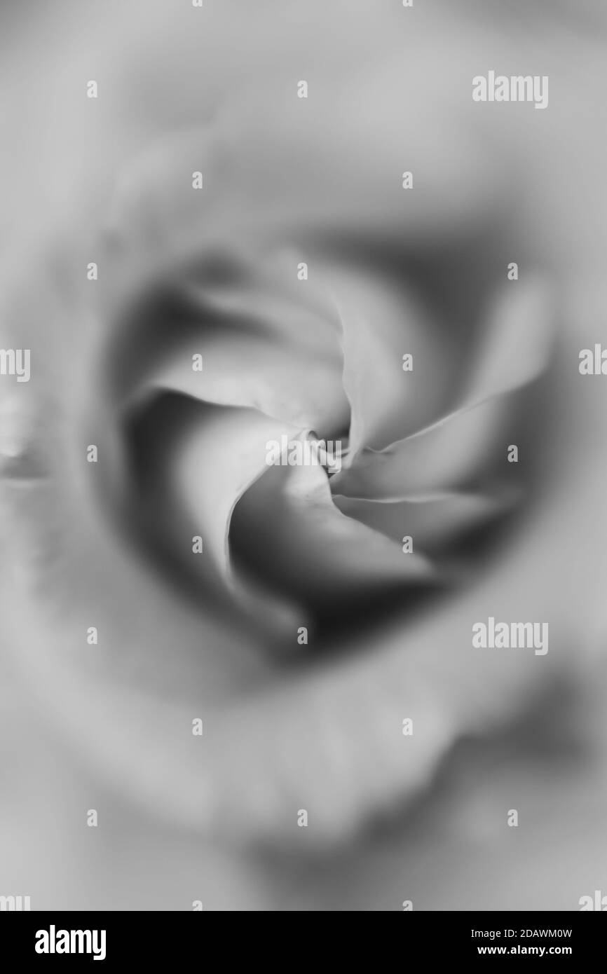 Schwarz-Weiß-Bild einer Rose fotografiert mit einem Lensbaby Sweet Spot 50. Stockfoto