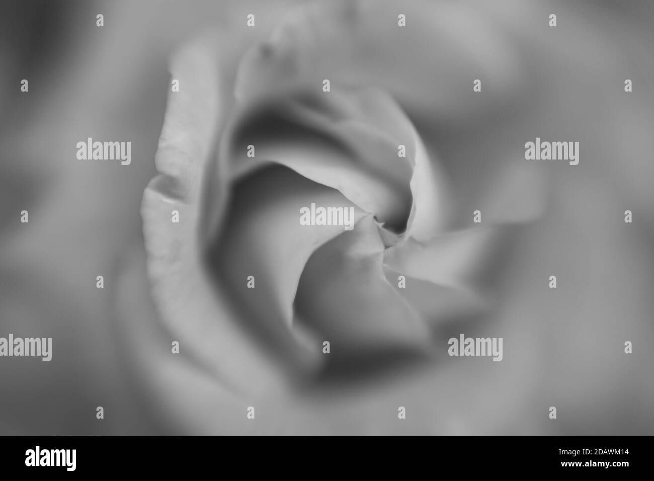 Schwarz-Weiß-Bild einer Rose fotografiert mit einem Lensbaby Sweet Spot 50. Stockfoto