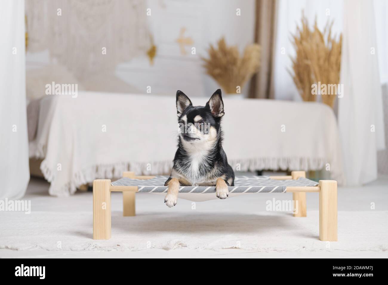 Niedliches kleines chihuahua auf einem Hundebett im Schlafzimmer mit Boho-Dekor. Haustiere zu Hause, kleine Hunde, Haustiere Disziplin in ihrem Bett zu bleiben Stockfoto