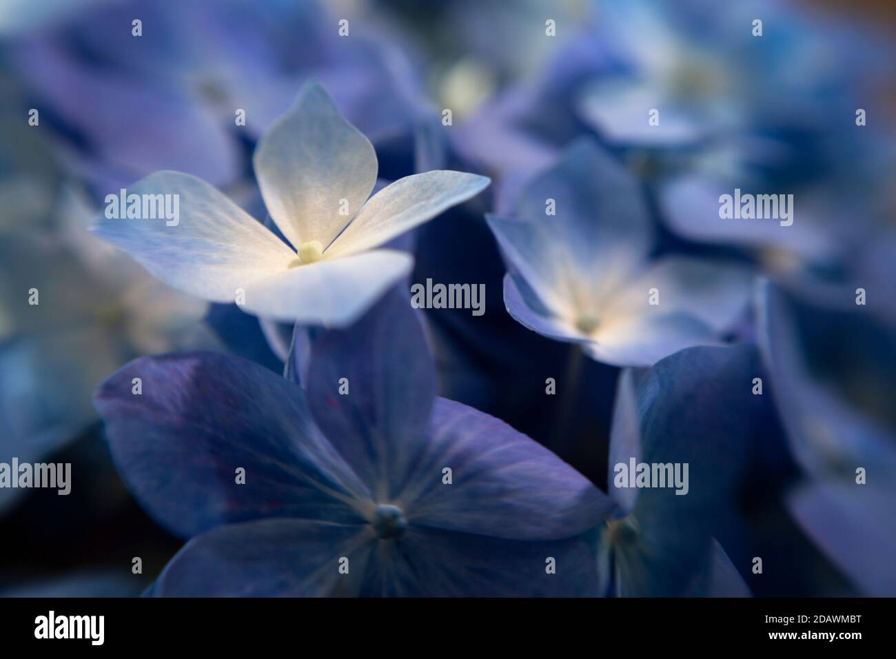WA18093-00...WASHINGTON - Blüten einer blauen Hortensien. Stockfoto