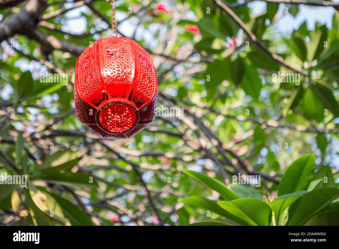 Rote Lampe auf Plumeria Baum Hintergrund verschwommen Stockfoto