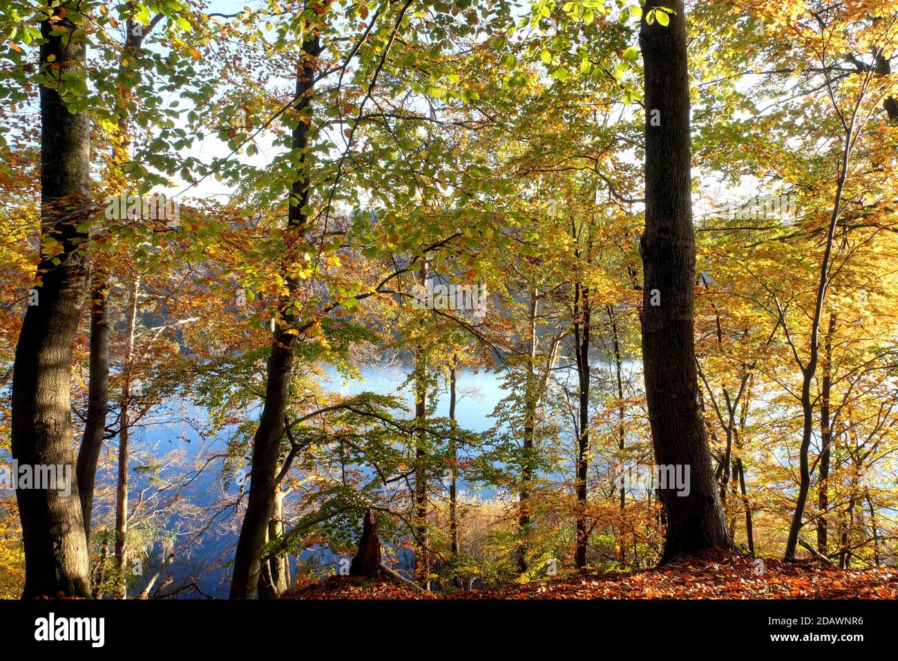 See durch die Bäume, Herbst am Liepnitzsee, Brandenburg, Deutschland Stockfoto