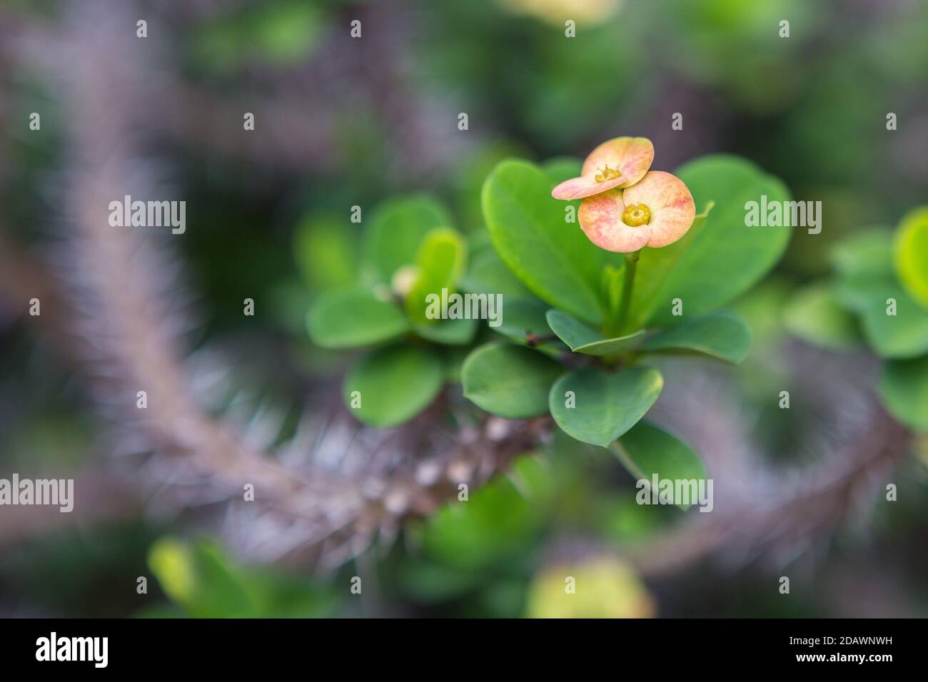 christdorn Pflanze auf Hintergrund verschwommen Stockfoto