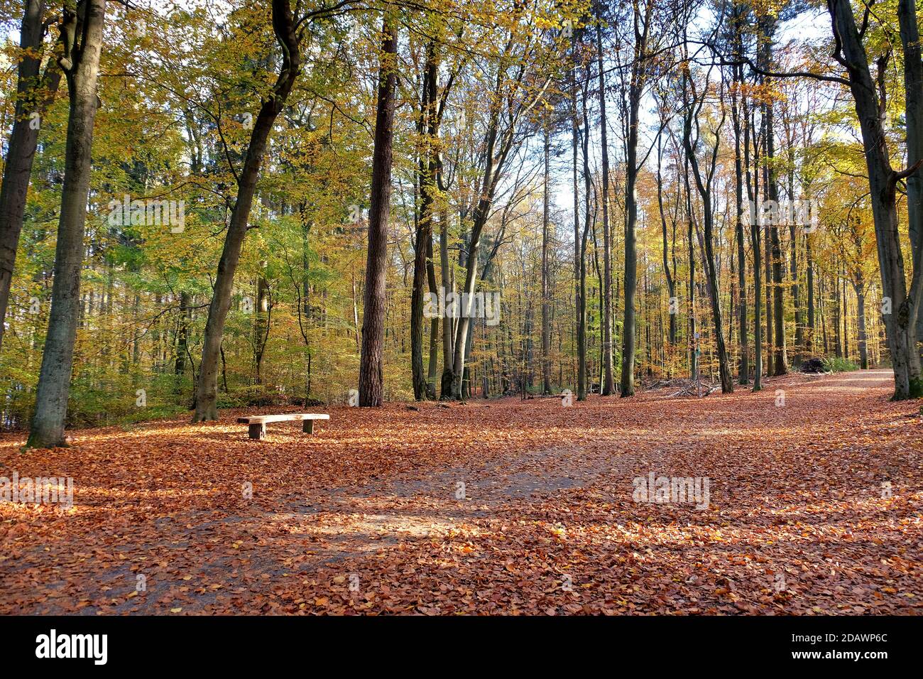 Herbst am Liepnitzsee, Brandenburg, Deutschland Stockfoto