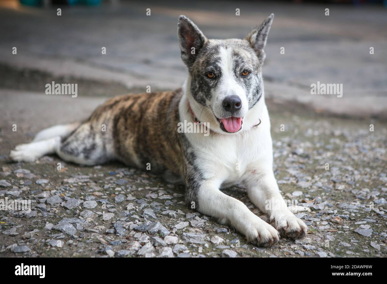 Der Hund liegt ordentlich auf dem Boden Stockfoto