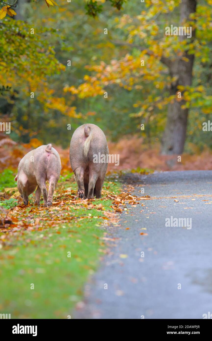Sau Und Ferkel Schwein Futter Auf Der Straße Kante Während Pannage im New Forest UK, wo Schweine freigesetzt werden Um Eicheln Zu Löschen Stockfoto