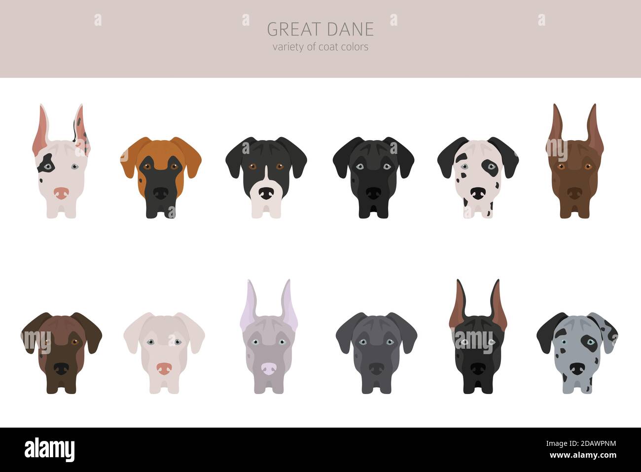 Toller däne. Verschiedene Sorten von Fell Farbe Hund Set. Vektorgrafik Stock Vektor