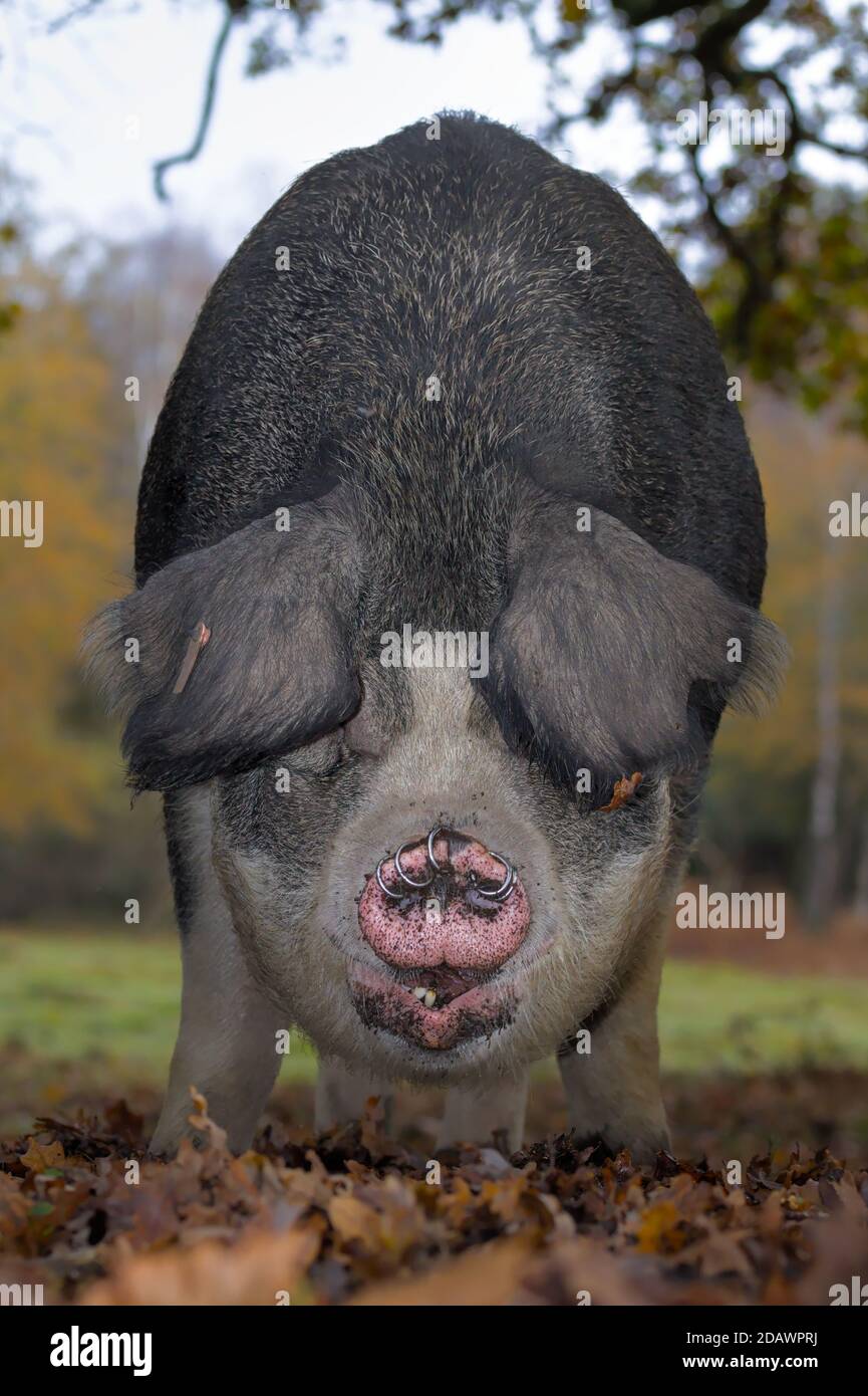 Große Schwarze Sau Schwein Nahrungssuche Während Der Pannage In Der New Forest UK, wo Schweine nach Clear freigesetzt werden Eicheln Stockfoto