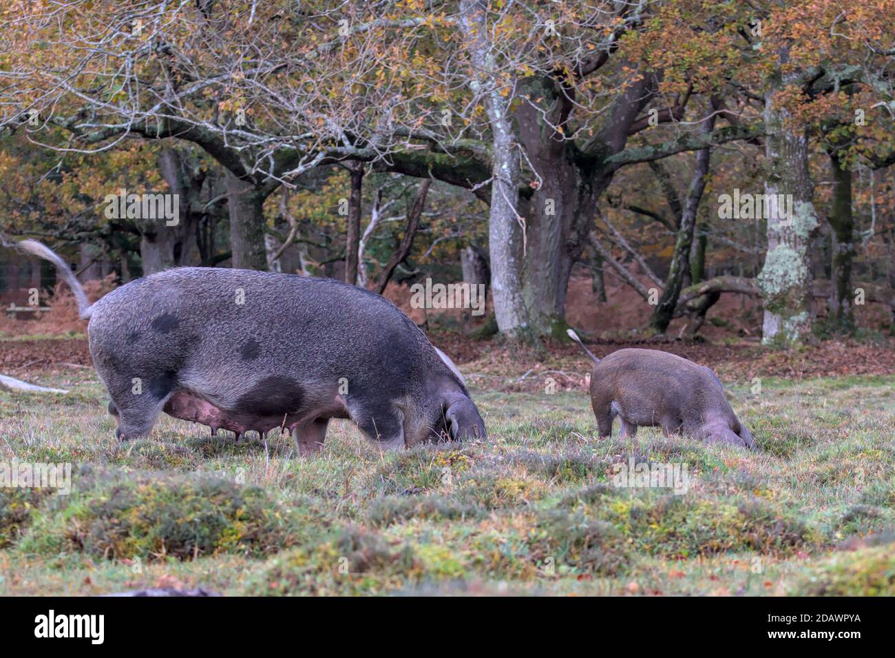 Große Schwarze Sau Und Ferkel Nahrungssuche Während Der Pannage Im New Forest UK, wo Schweine freigesetzt werden Entfernen Sie Die Eicheln Stockfoto