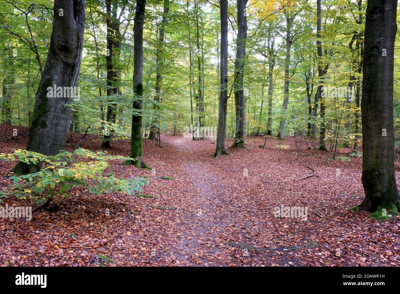 Herbst am Liepnitzsee, Brandenburg, Deutschland Stockfoto