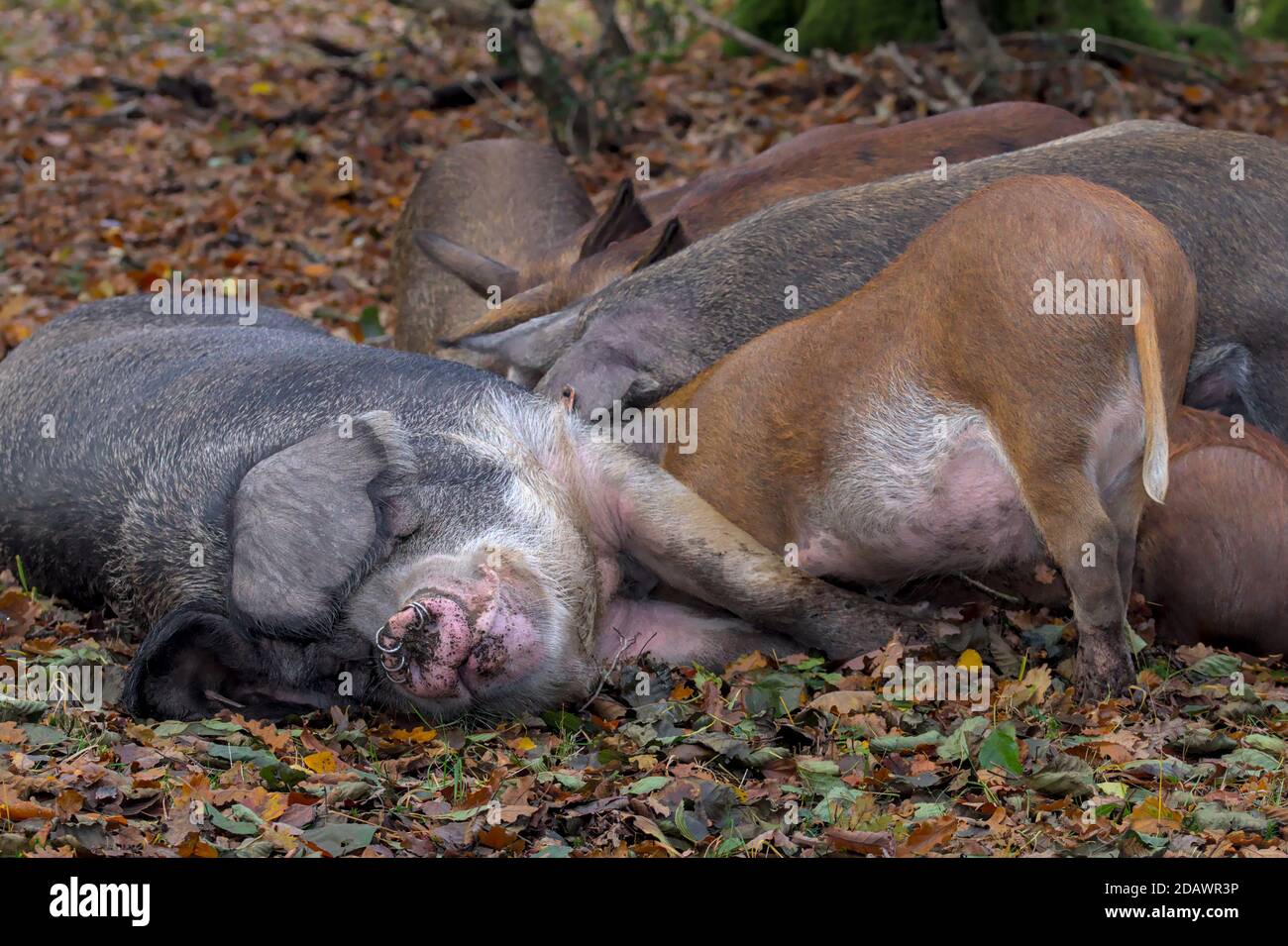 Große Schwarz Und Grau Sau Sauen Ferkel Während Der Pannage In Der New Forest UK, wo Schweine nach Clear freigesetzt werden Eicheln Stockfoto