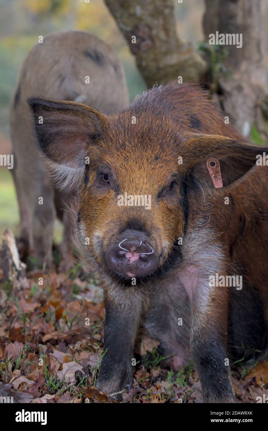 Niedliches Ferkel Mit Ringen In Der Nase, Um Verwurzelung Zu Verhindern Während der Pannage im New Forest UK, wo Schweine sind Freigegeben, Um Eicheln Zu Löschen Stockfoto