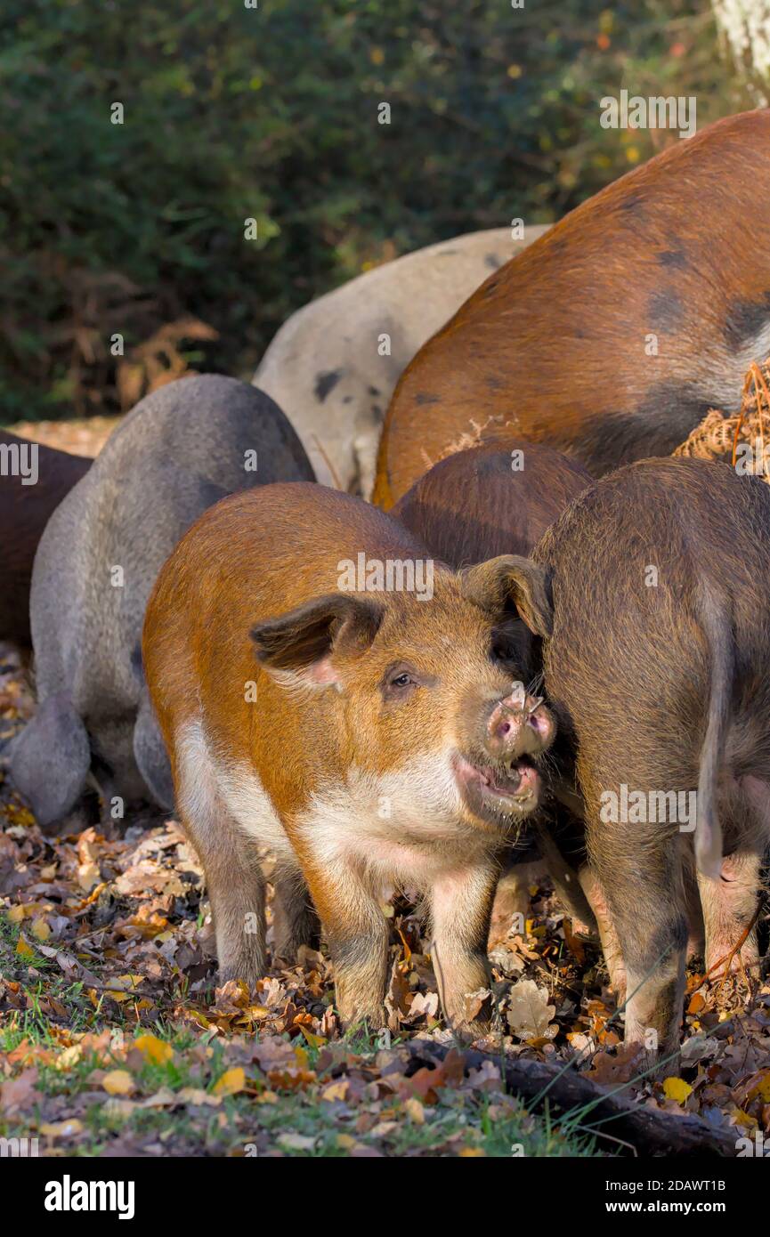 Ferkel, Die Während Der Pannage Im New Forest Nach Eicheln Pflegen Großbritannien, wo Schweine an Clear Acorns freigesetzt werden Stockfoto