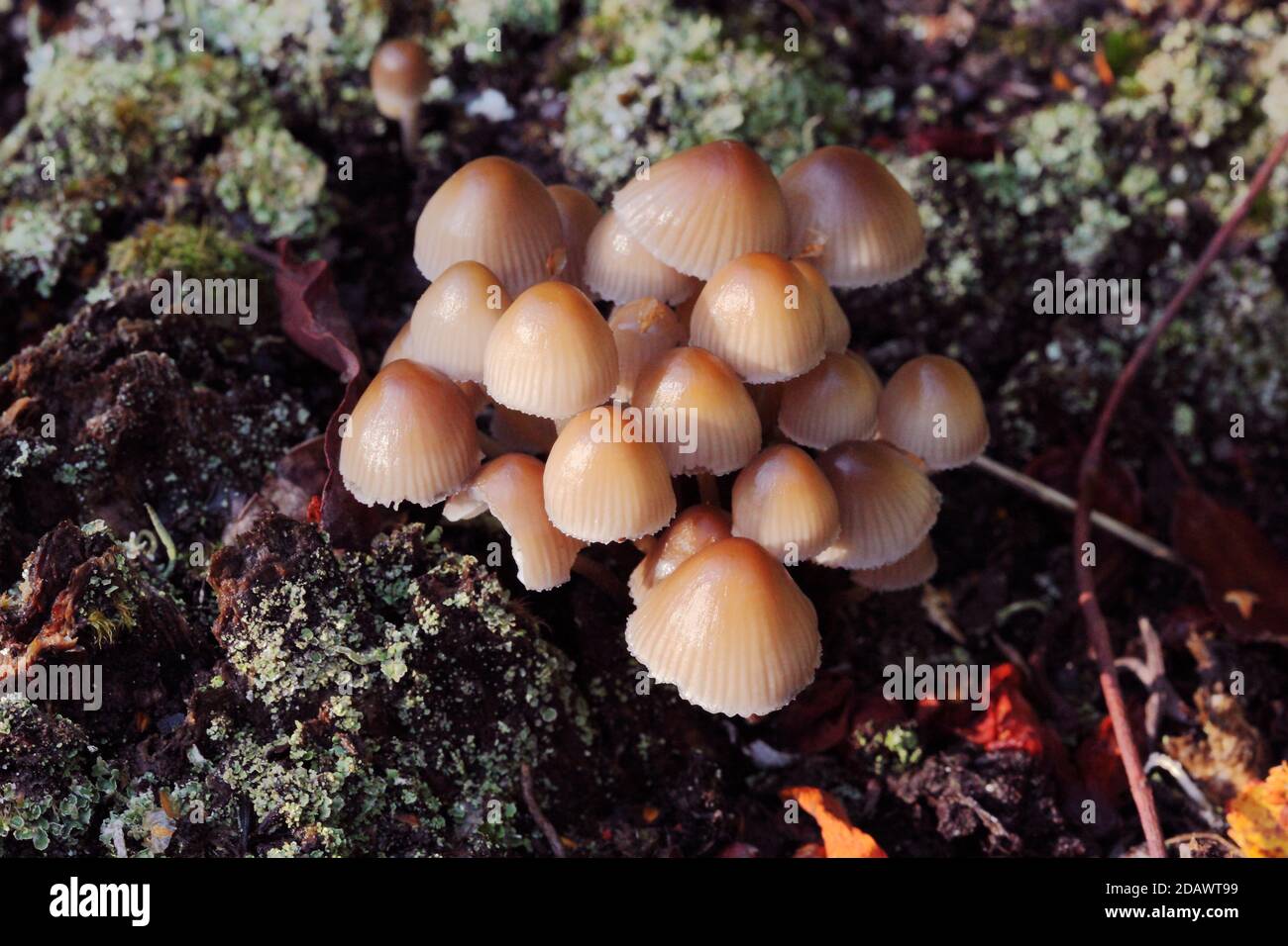 Mycena inclinata, geclusterte Bonnet Pilze oder Toadstools Cluster Pilz oder Pilze wachsen in Großbritannien Stockfoto