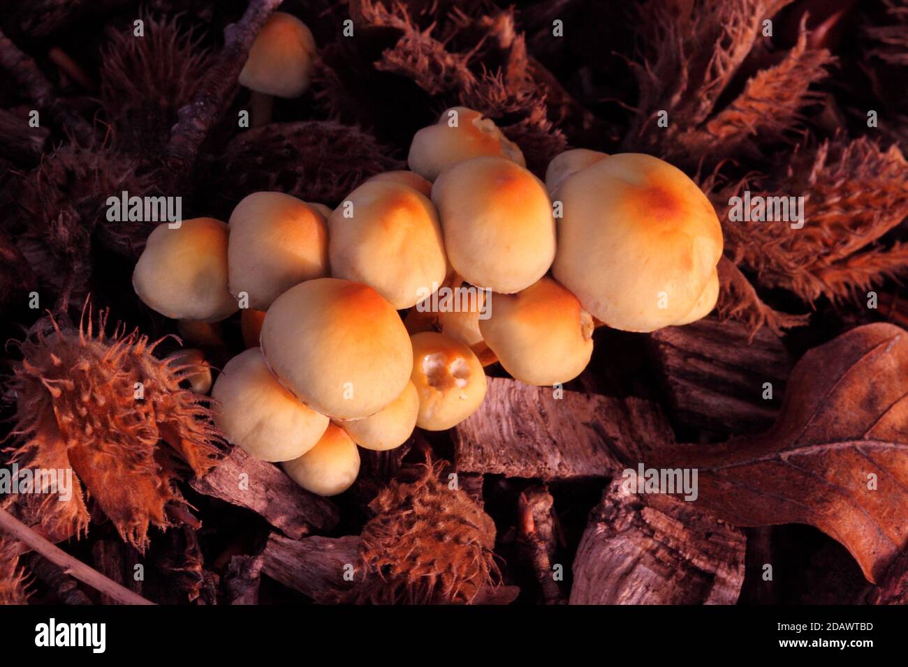 Flammulina velutipes (Samtschaft) enoki Pilze orange und gelbe Pilze oder Toadstools wachsen auf Rindenausschnitte in Großbritannien Stockfoto