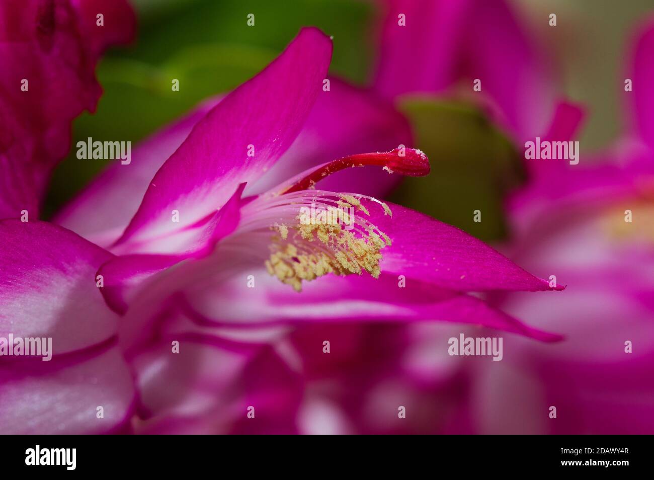Nahaufnahme der rosa Blüten des Weihnachtskaktus, Schlumbergera truncata Stockfoto
