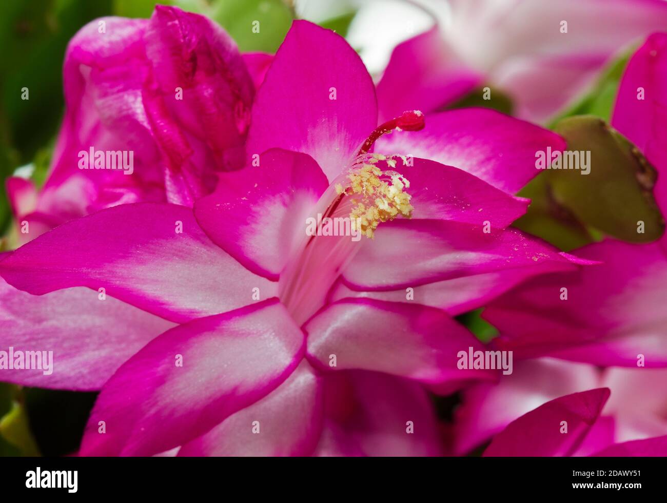 Nahaufnahme der rosa Blüten des Weihnachtskaktus, Schlumbergera truncata Stockfoto