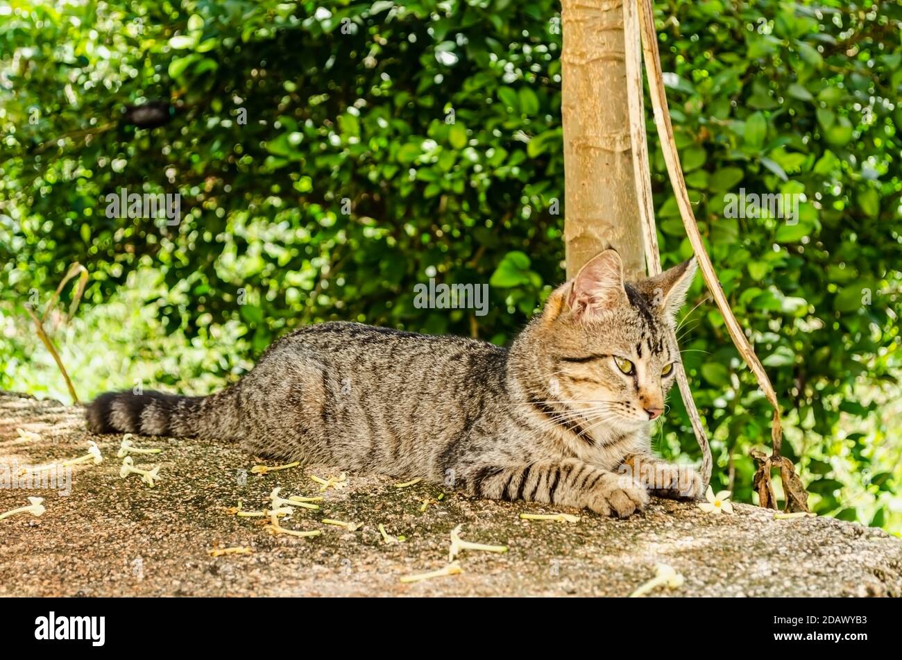 Eine graue und schwarze kätzin liegt auf einem Betonpflaster unter den Ästen einer Linde. Stockfoto