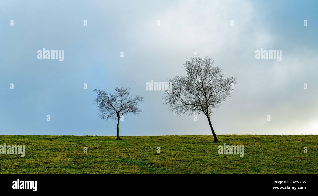 Minimalismus Fotografie von zwei Bäumen mit grünen Blättern unter bewölkt Himmel mit ein bisschen blauem Himmel Stockfoto