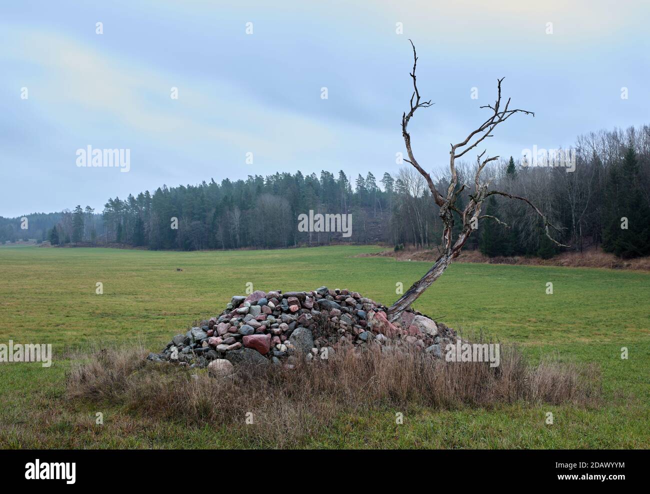 Trockener Baum aus einem Steinhaufen bei Söderby, Bogesundslandet, Vaxholm, Schweden Stockfoto