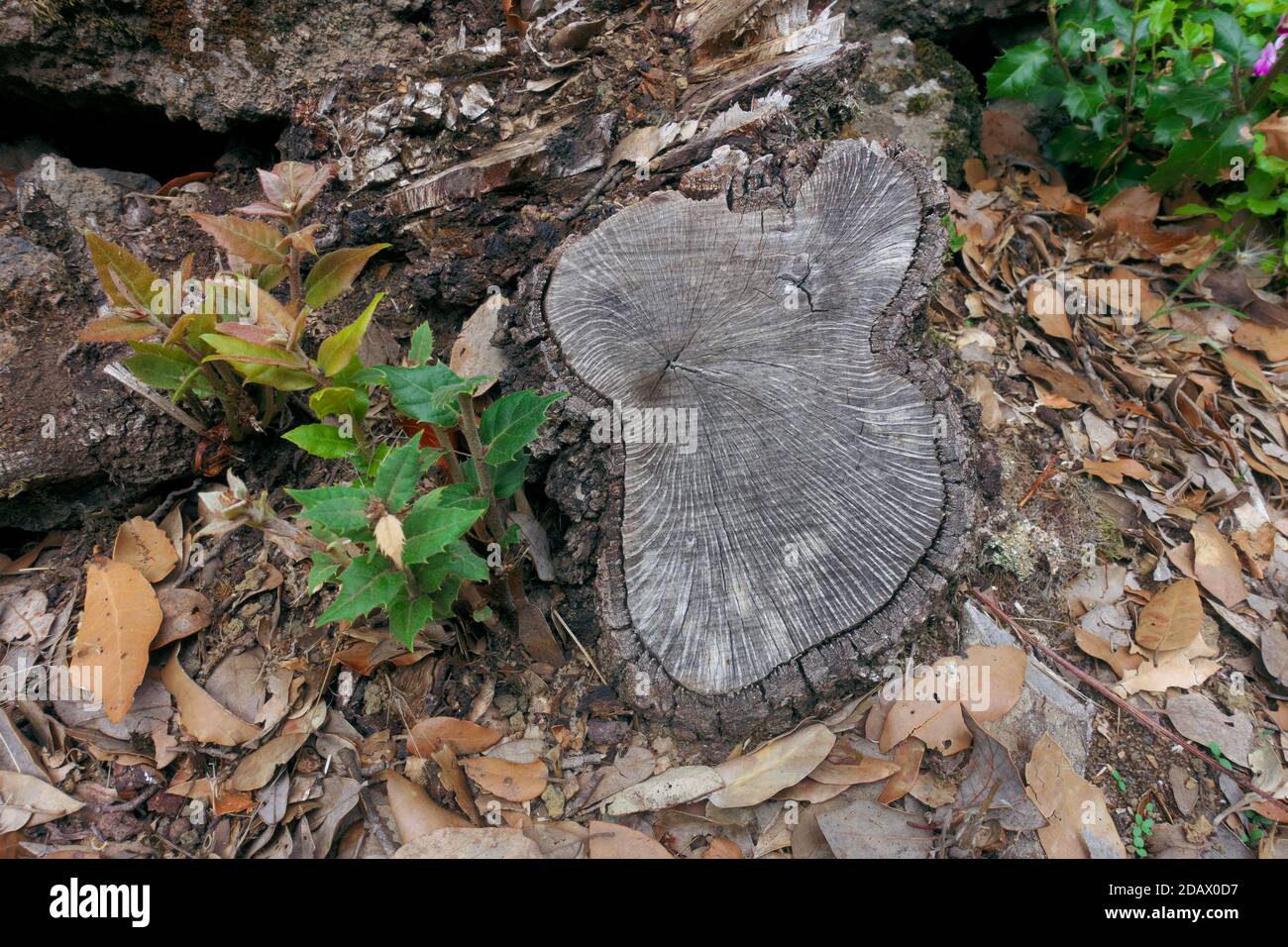 Wachsen die Sprossen im Ätna Park ein Wahrzeichen von a Reisen Sie in Sizilien zwischen Natur und Kultur Stockfoto